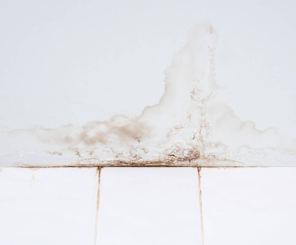 White mold on wall that connects to white wooded floor